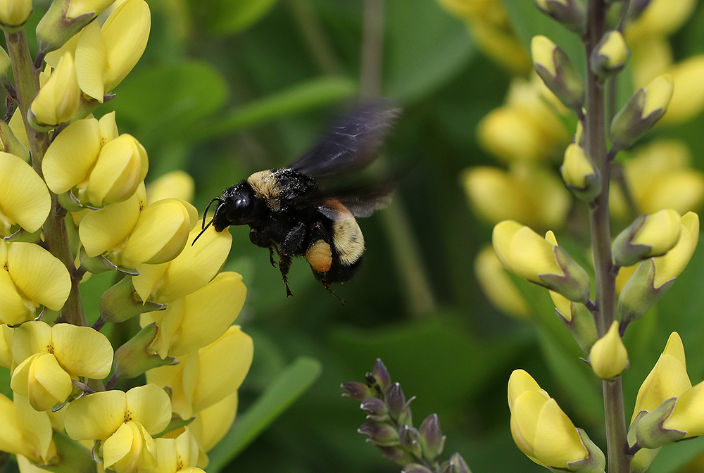 Bumblebee on wild indigo