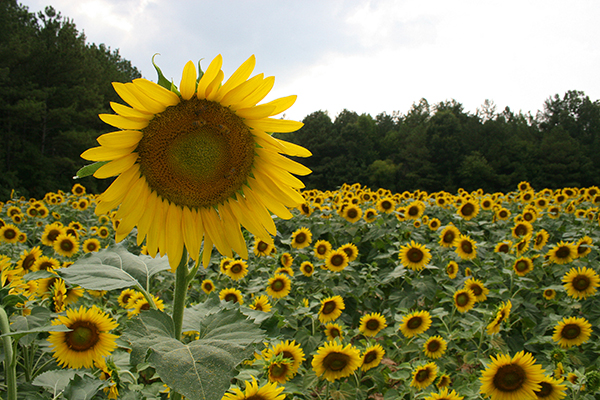 Sunflower field