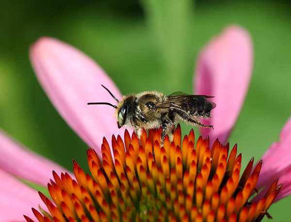 Leafcutter bee on coneflower