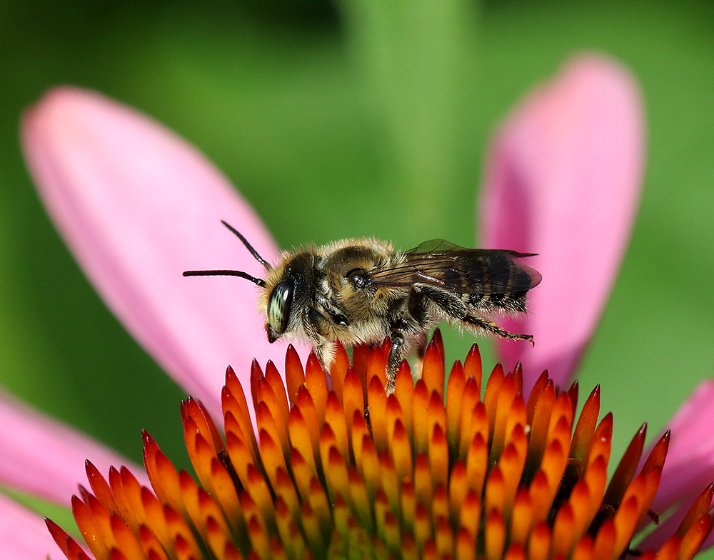 Leafcutter bee on coneflower