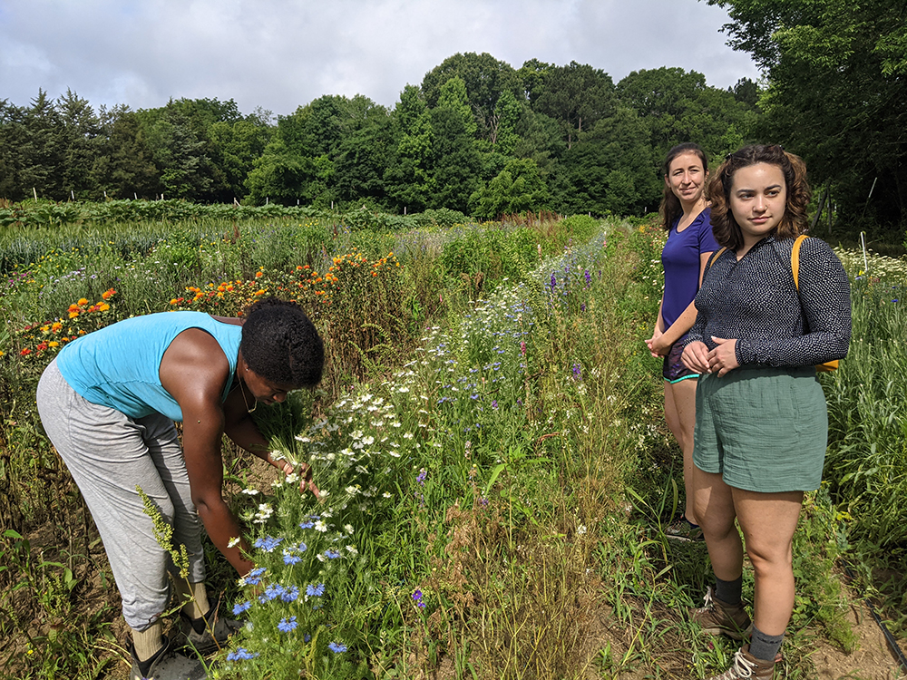 Three women in a field