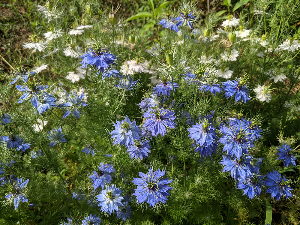 Blue and white flowers