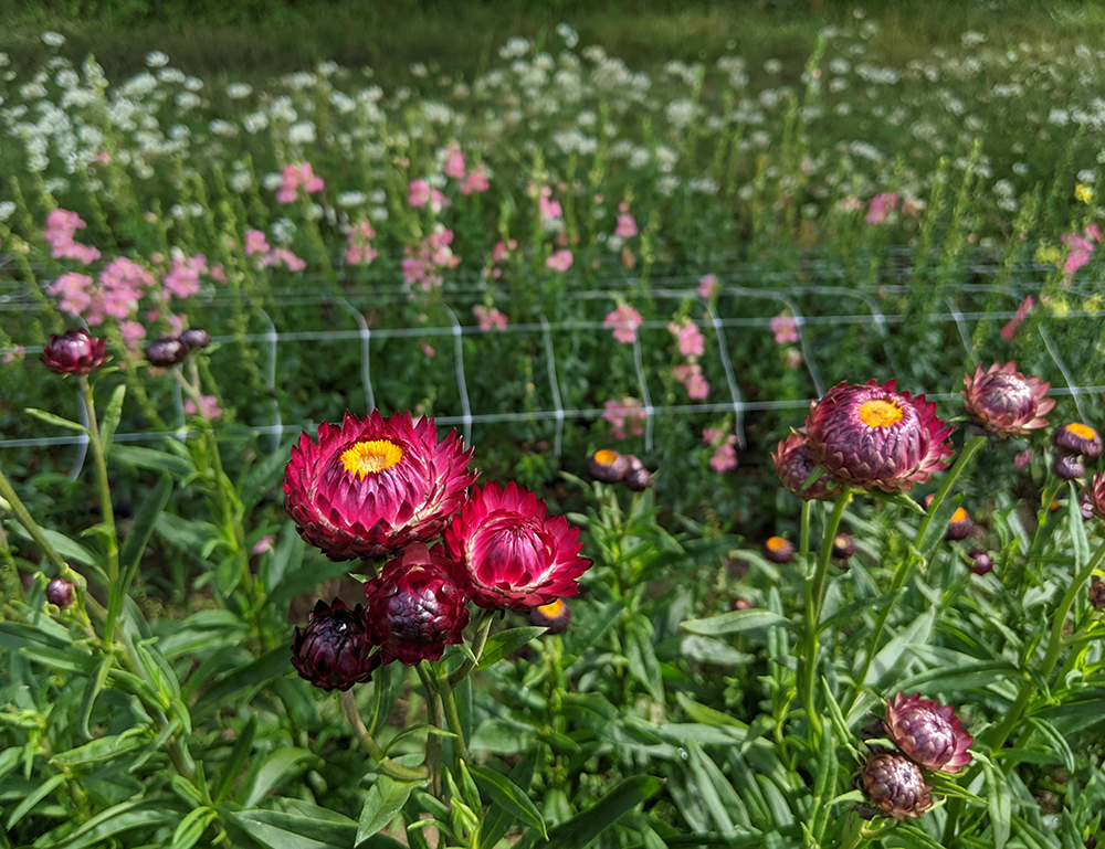 Purple and yellow flowers