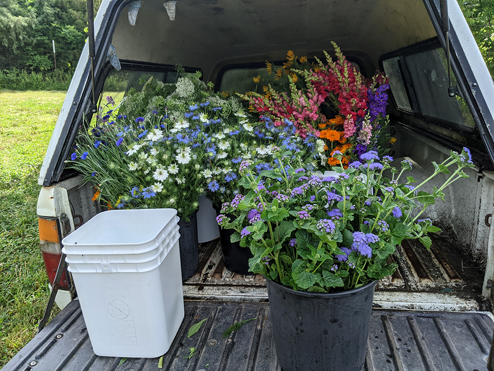 Flowers in a bucket