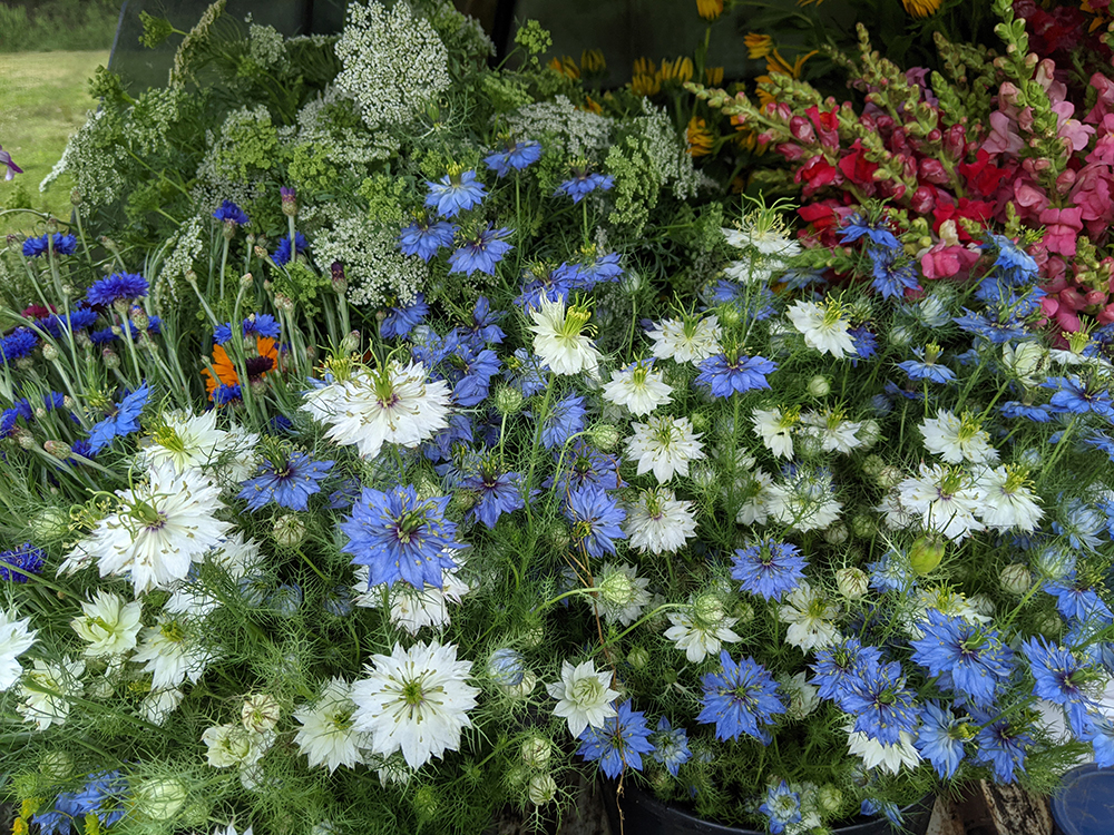 Blue, white, and red flowers