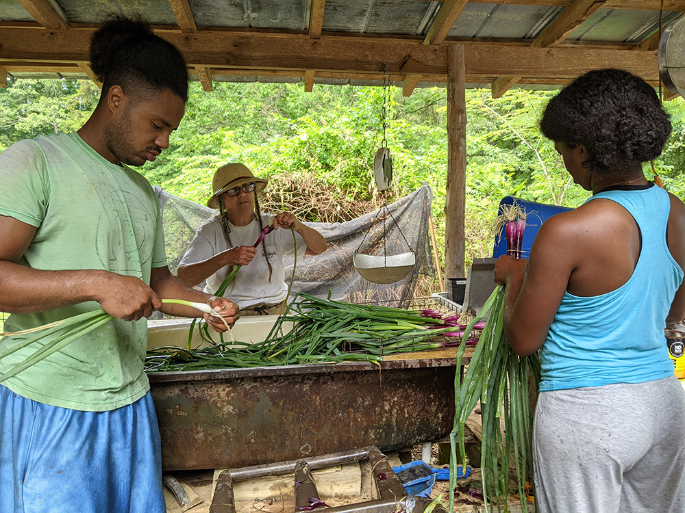 People cleaning food