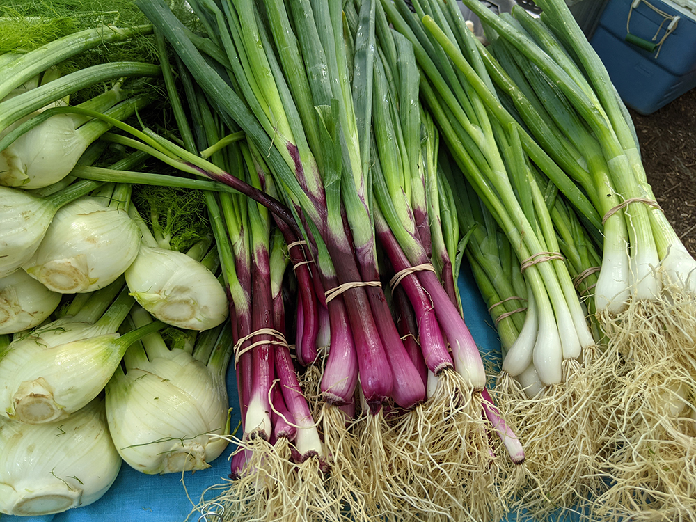 Fennel and scallions