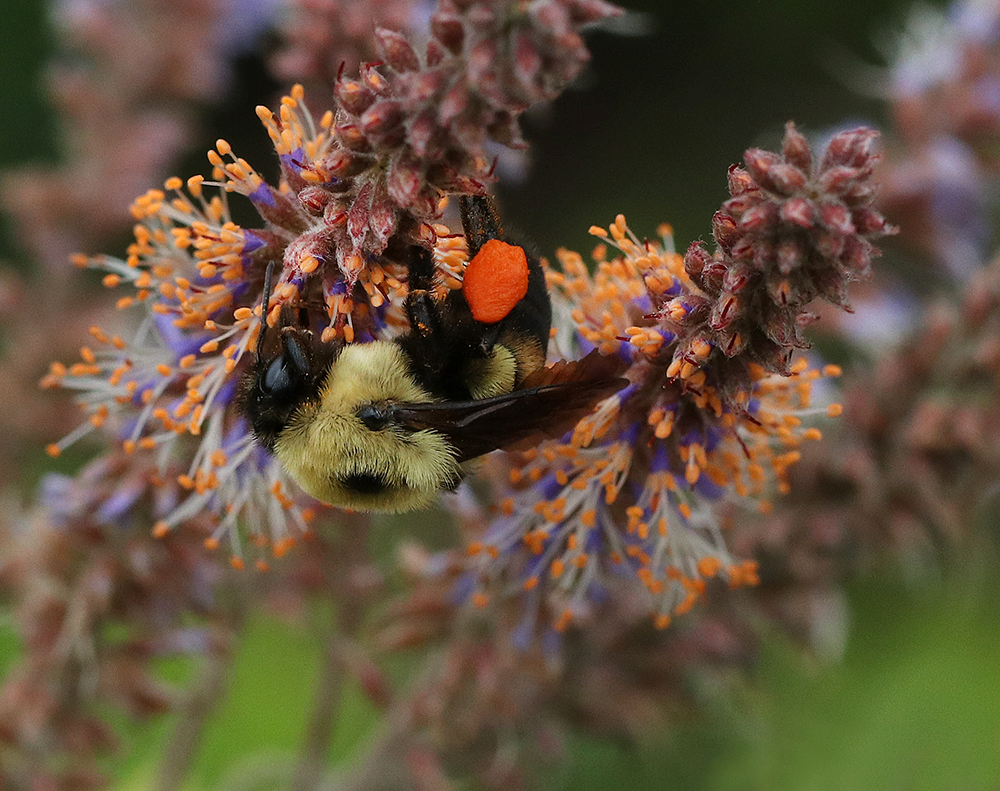 Bumble bee foraging on dwarf indigo bush