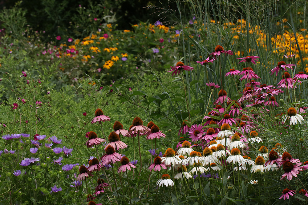 Early summer flower bed