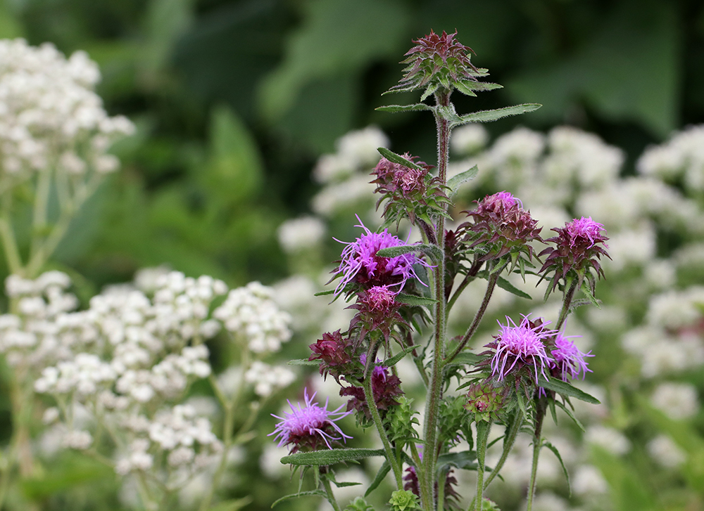 Scaly blazing star with Appalachian mountain mint and wild quinine