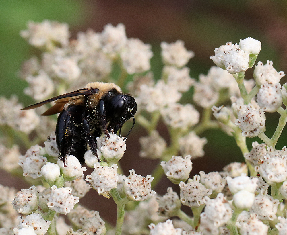 Carpenter bee on wild quinine
