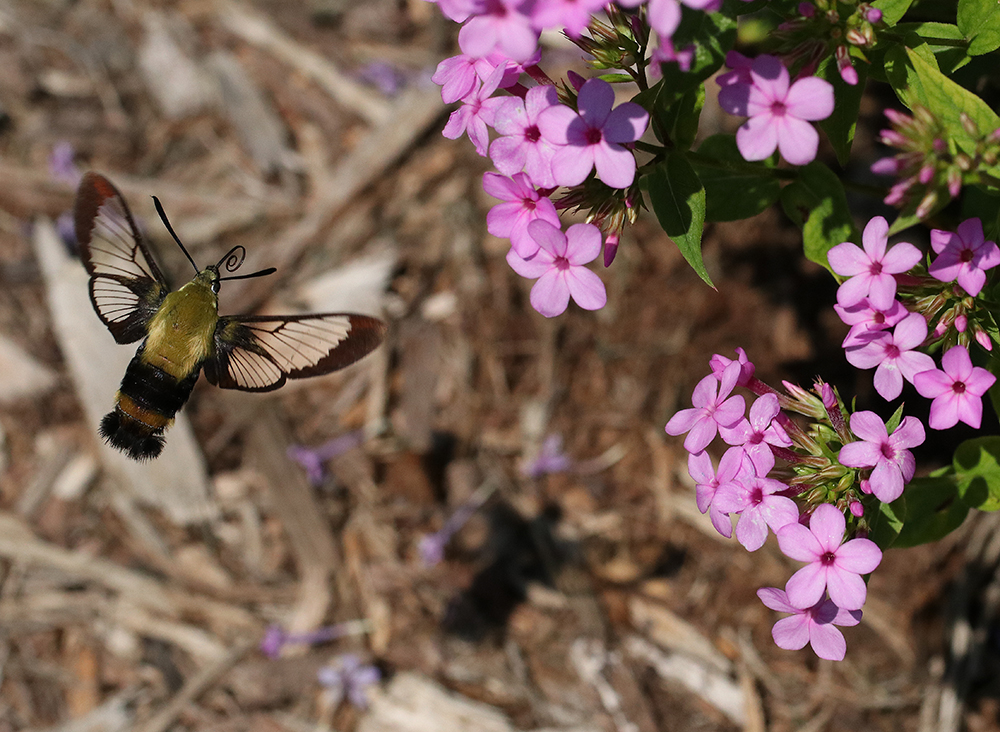 Hummingbird moth approaching 'Jeana' garden phlox. Photo by Debbie Roos.