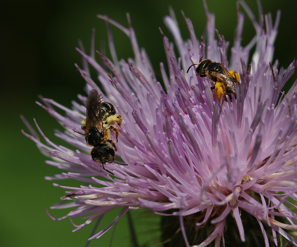 Sweat bees on native thistle. Photo by Debbie Roos.