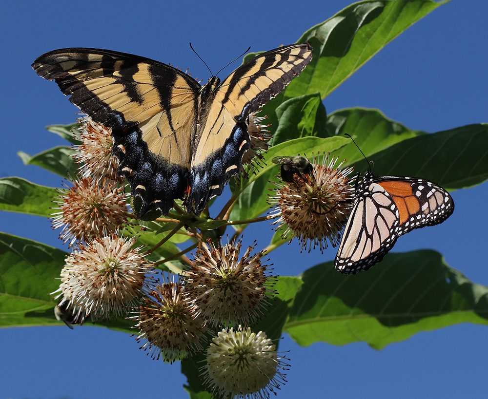 Tiger swallowtail, bumble bee, and monarch on buttonbush. Photo by Debbie Roos.