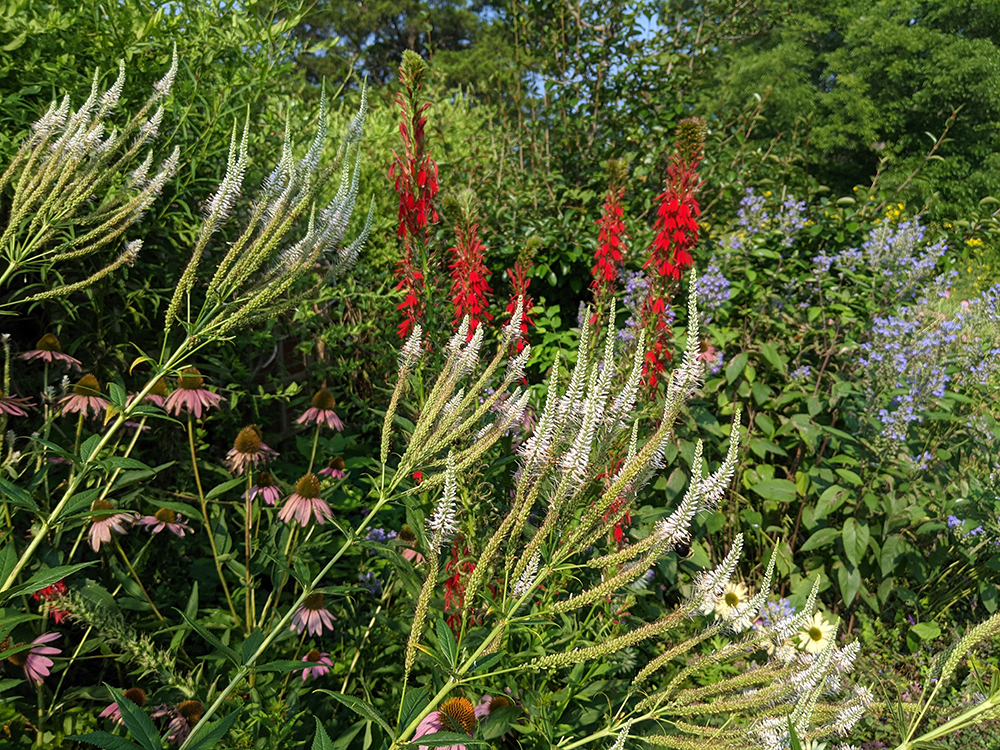 Culver's root and cardinal flower