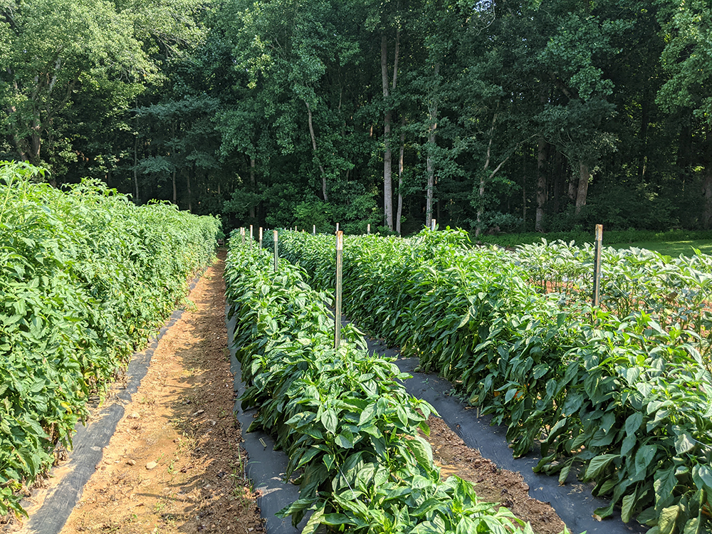 Long rows of peppers and tomatoes