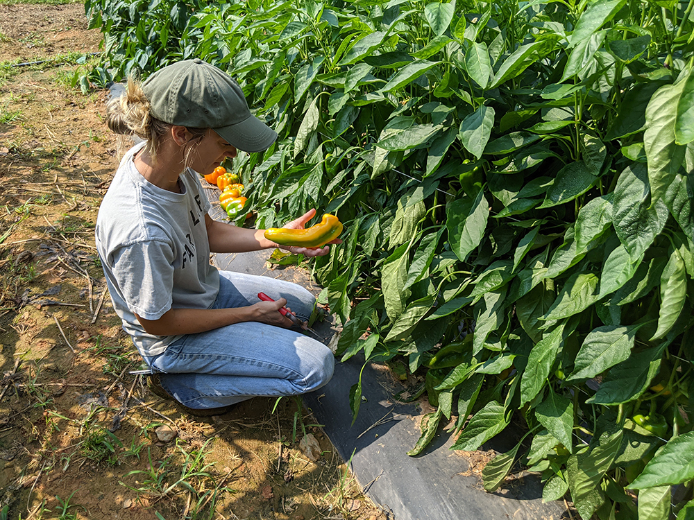 Woman picking peppers