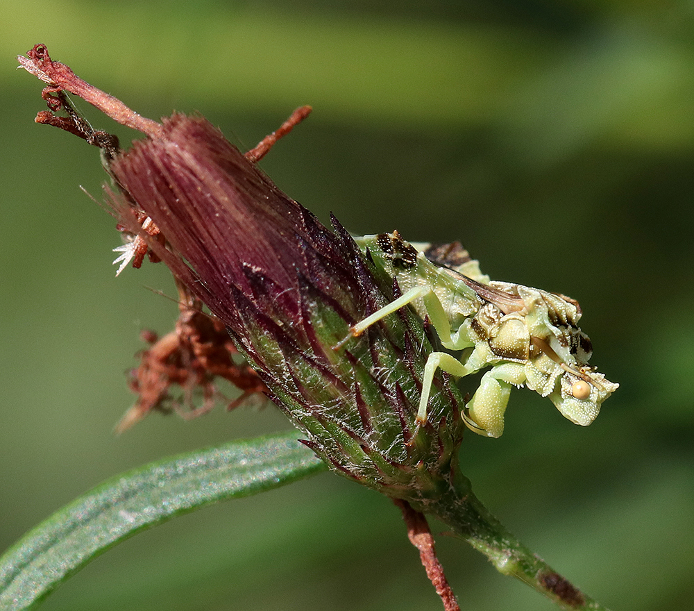 Ambush bug on ironweed