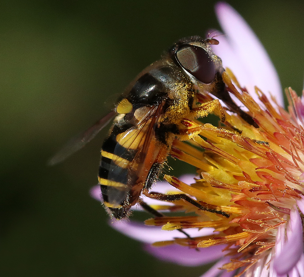 Syrphid fly on climbing aster. Photo by Debbie Roos.