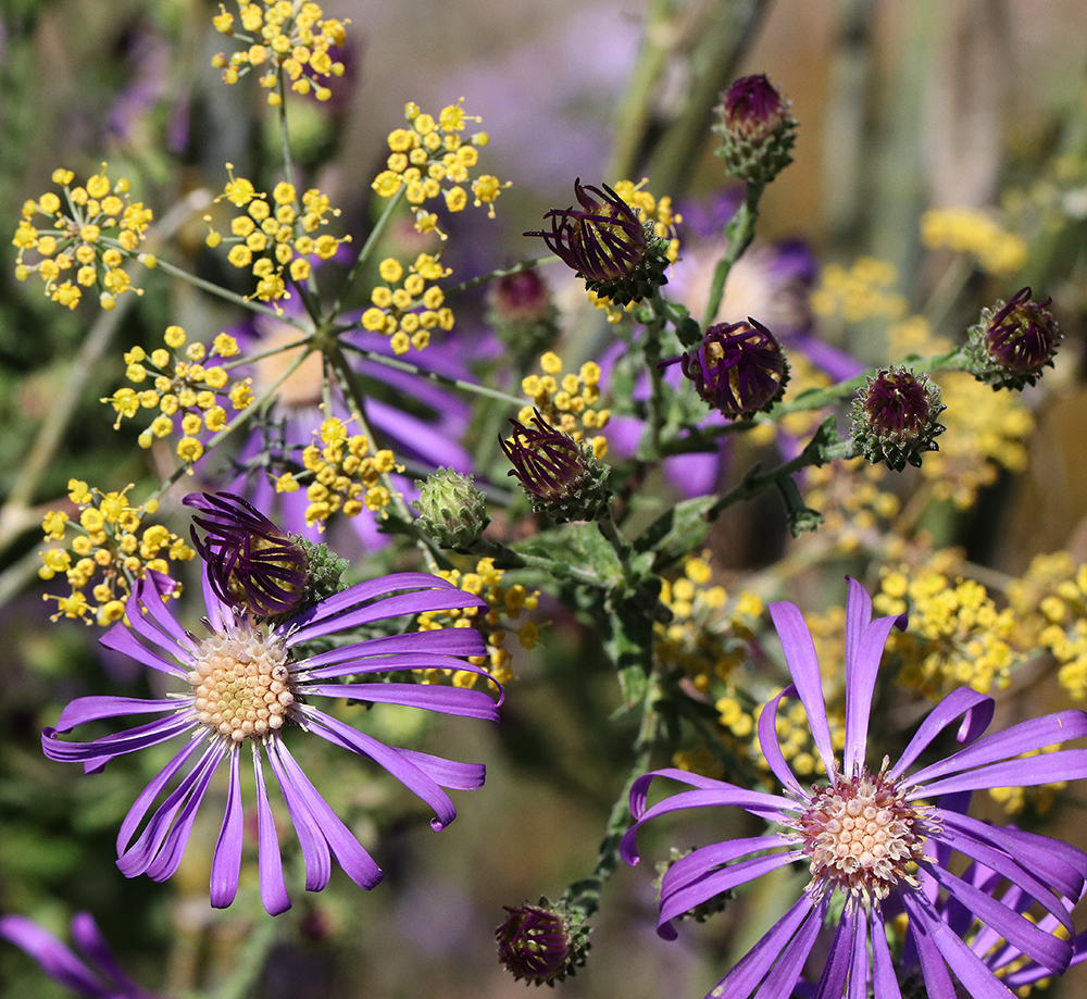 Purple and gold flowers