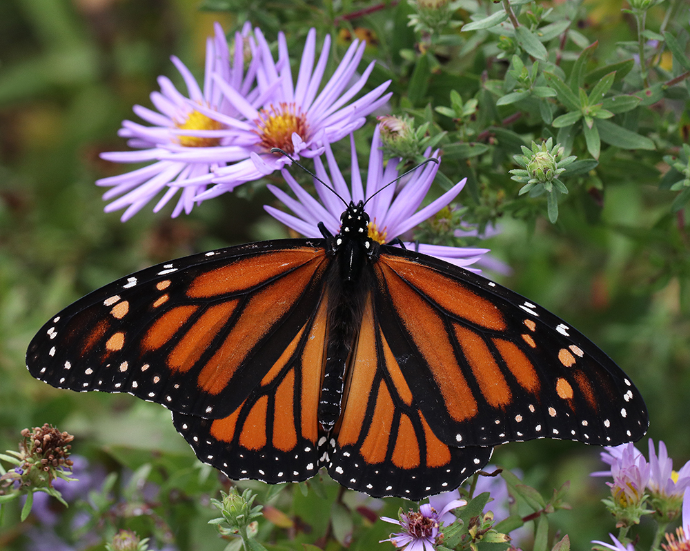 Monarch on aromatic aster. Photo by Debbie Roos.