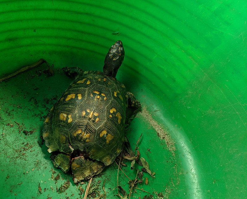 Animal Rescue Group Asks For Old Bra Hooks to Help Injured Turtles