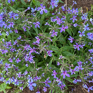 Blue phlox has loose clusters of slightly fragrant, tubular, lilac to rose to blue flowers (to 1.5" wide) with five, flat, wedge-shaped, notched, petal-like lobes that appear at the stem tips in spring. Its stamens are recessed.