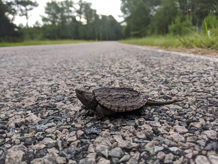 Young snapping turtle crossing the road. 
