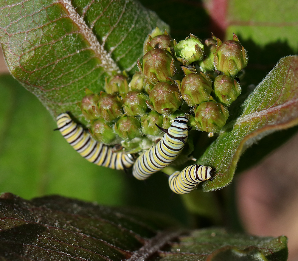 Early instar monarch caterpillars on purple milkweed.