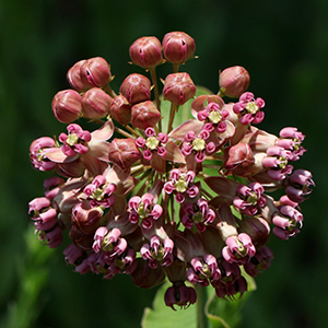 A solitary rounded terminal cluster of 15 to 80 dark or light pink flowers with cream or green. Flowers arise from a 1" stalk and are 5/8" with 5 petals that curve open revealing a 5-parted center crown.