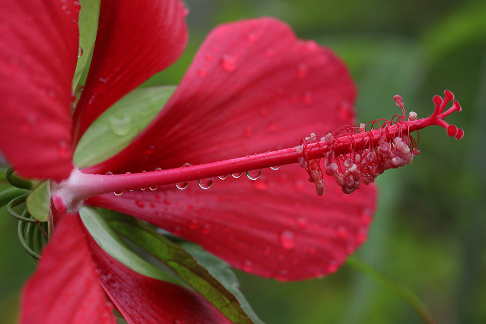 Native red rose mallow