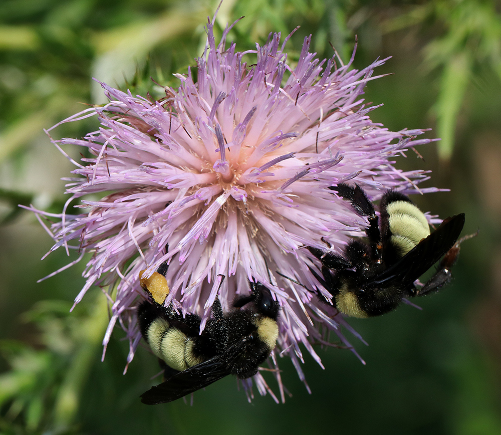 Bumble bees on native field thistle. 