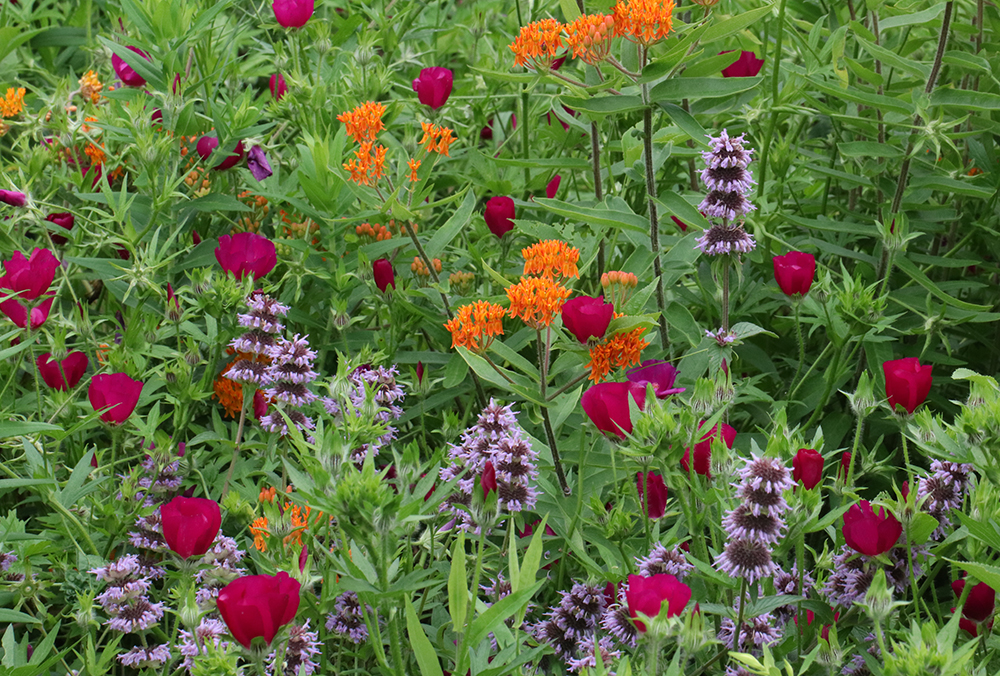 A variety of flowers of different colors and makes in a prairie. 