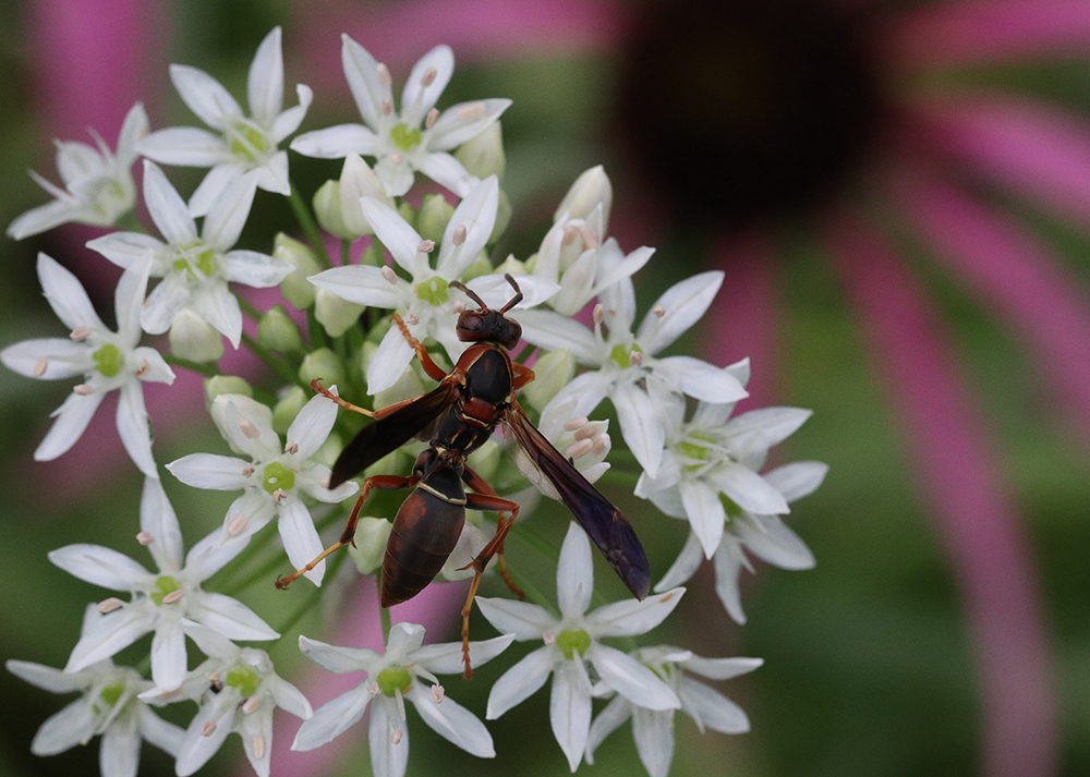A wasp standing on white flowers.