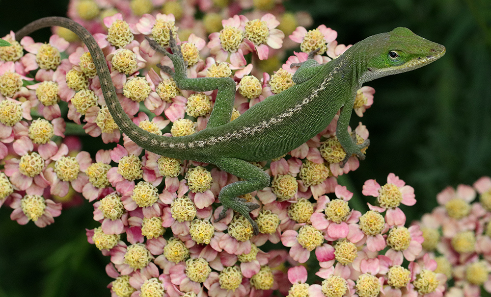 A green lizard with a stripe down its back stands on a cluster of pink and yellow flowers.