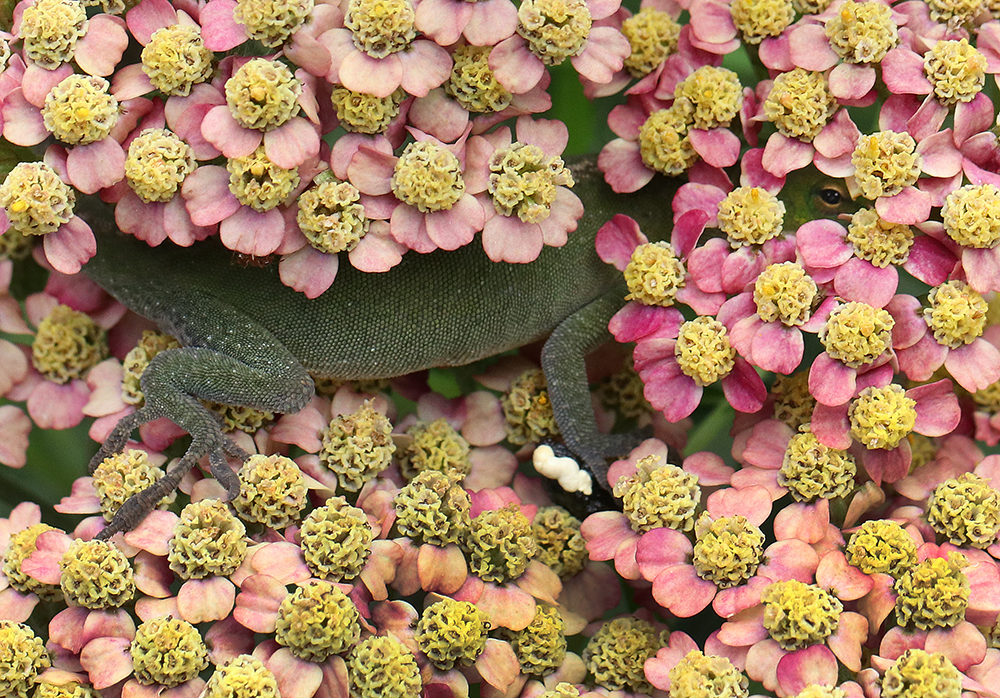A green lizard with pink and yellow flowers.