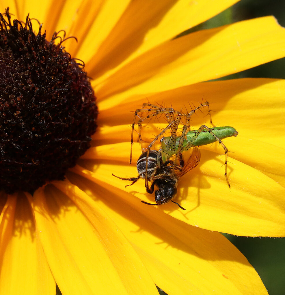 Young green lynx spider feeding on bee on black-eyed susan.