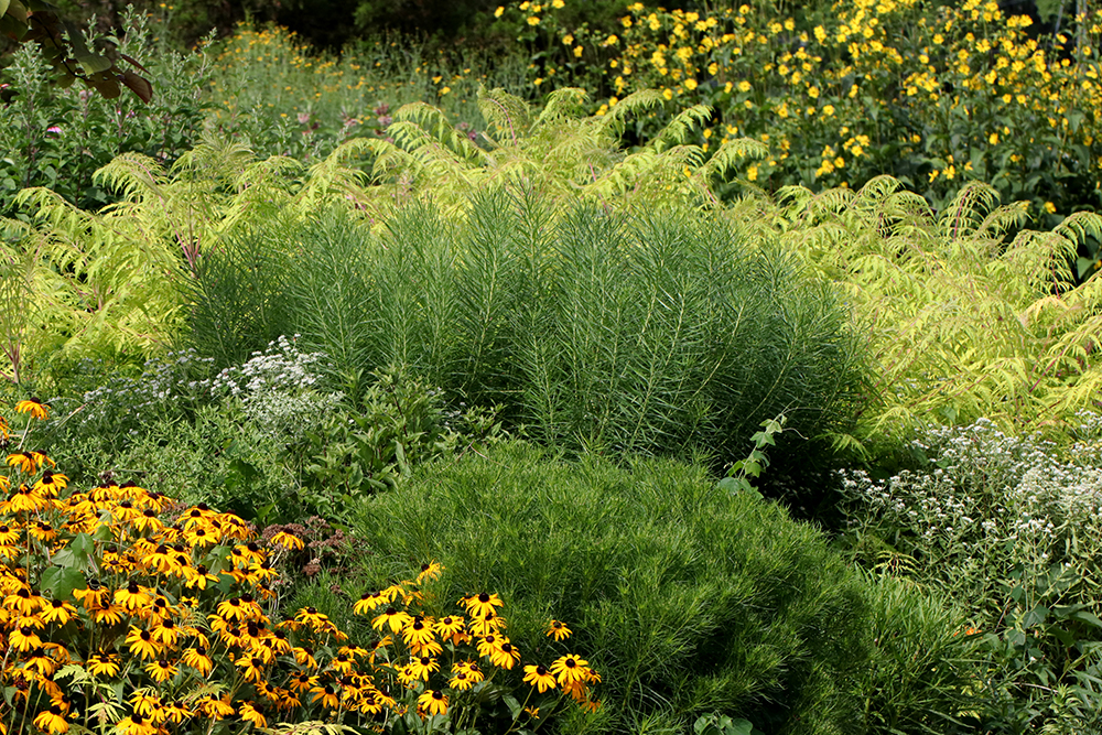 A variety of green and flowering plants in a parking lot island bed.