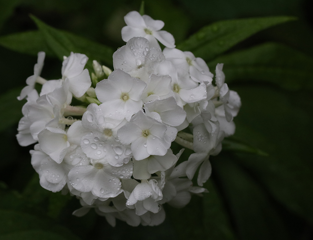A cluster of thin white flowers.