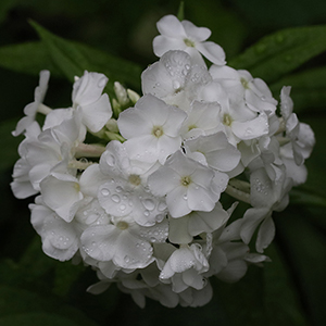 Clusters of white flowers.