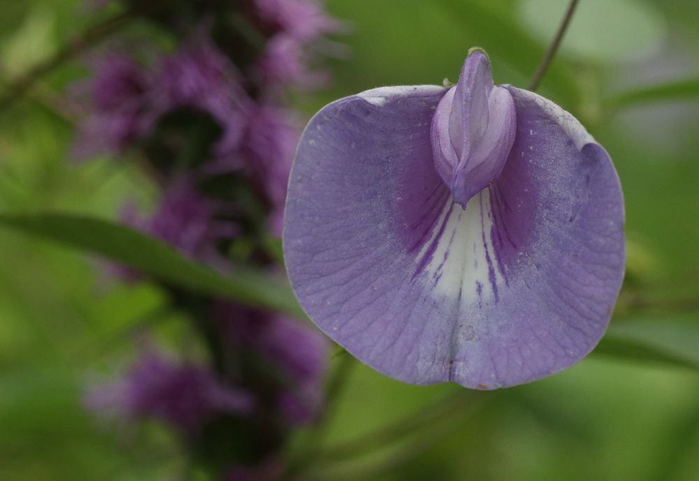 A purple flower.