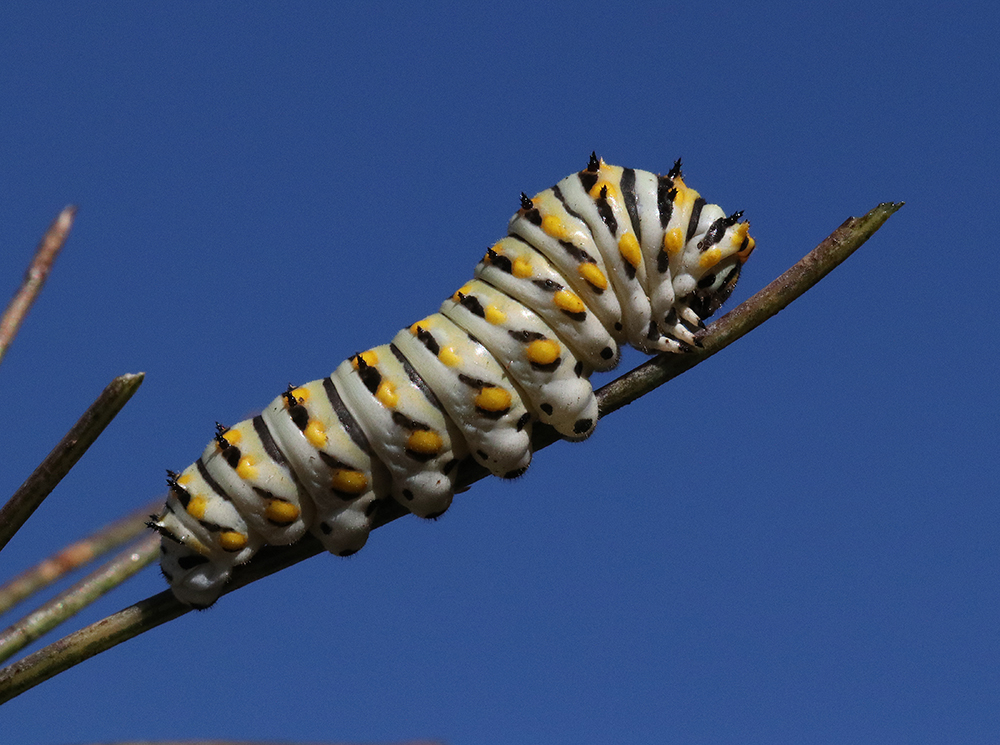Black swallowtail caterpillar on bronze fennel.