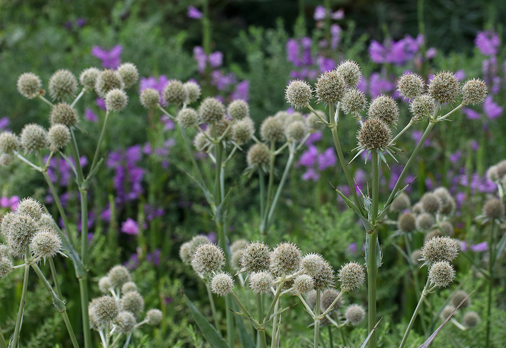 Rattlesnake master with obedient plant.