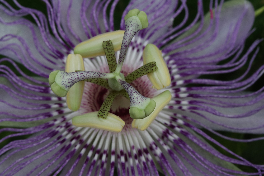 Awe-inspiring bloom of native purple passionflower