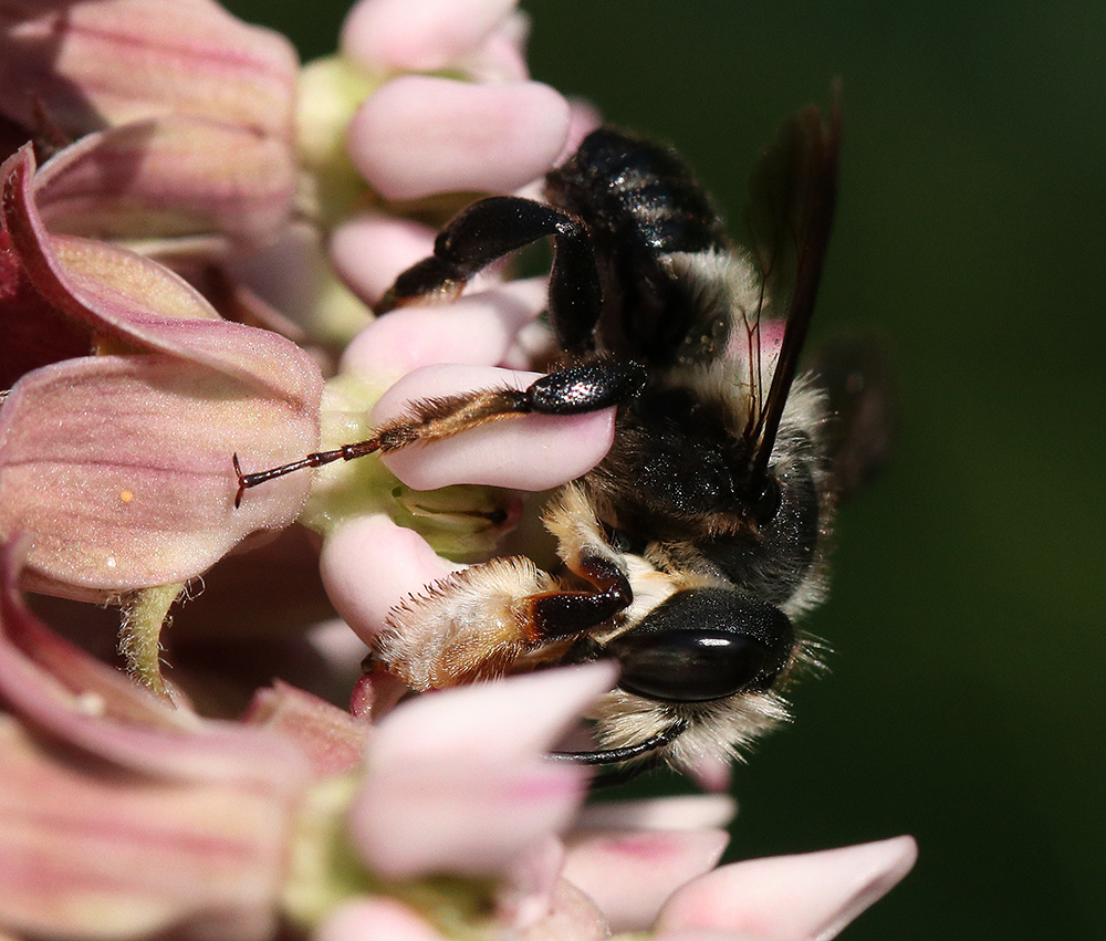 Male carpenter-mimic leafcutter bee on common milkweed