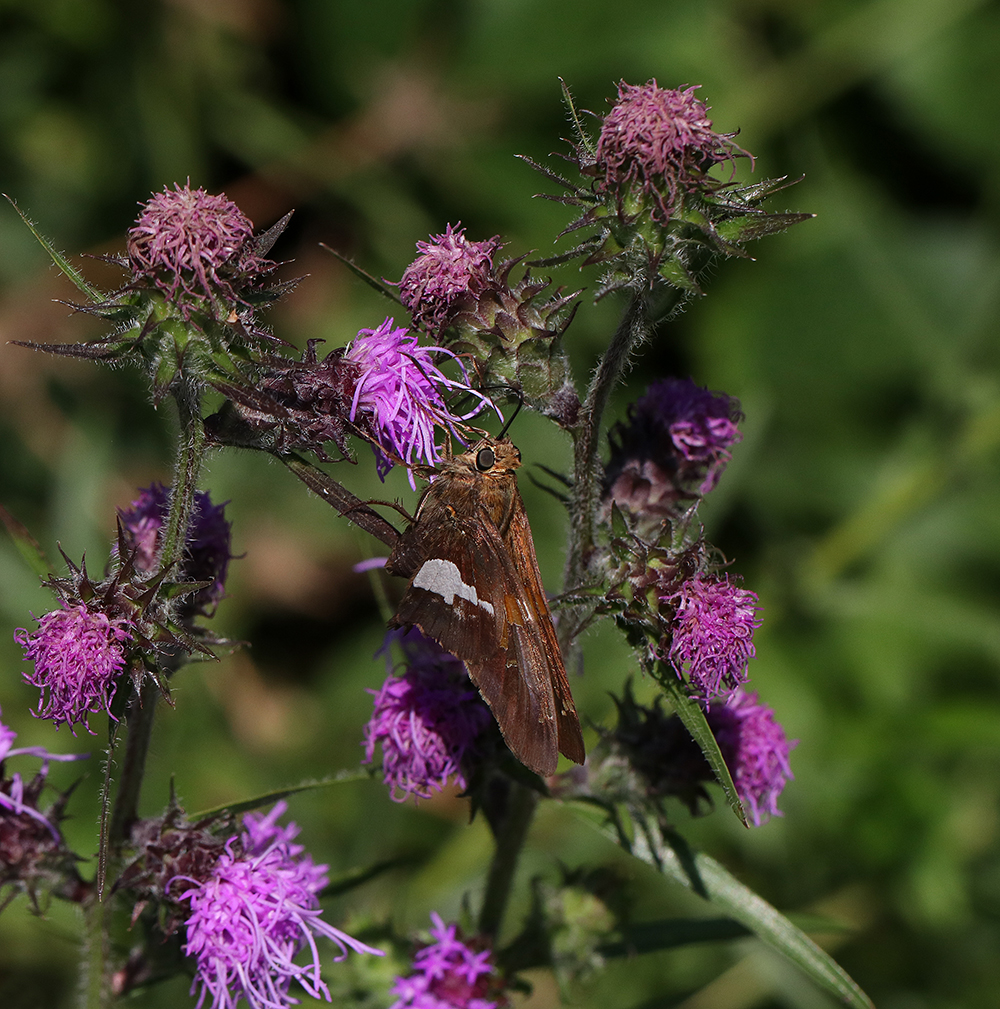 Silver spotted skipper on scaly blazing star