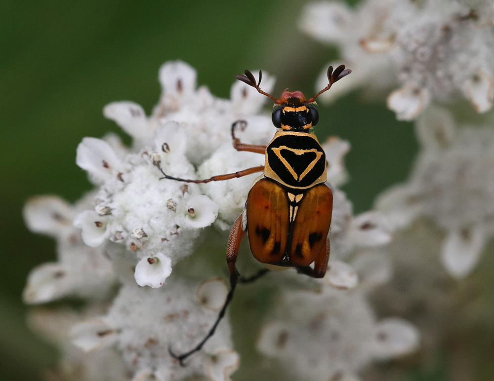 Delta flower beetle eating pollen on wild quinine