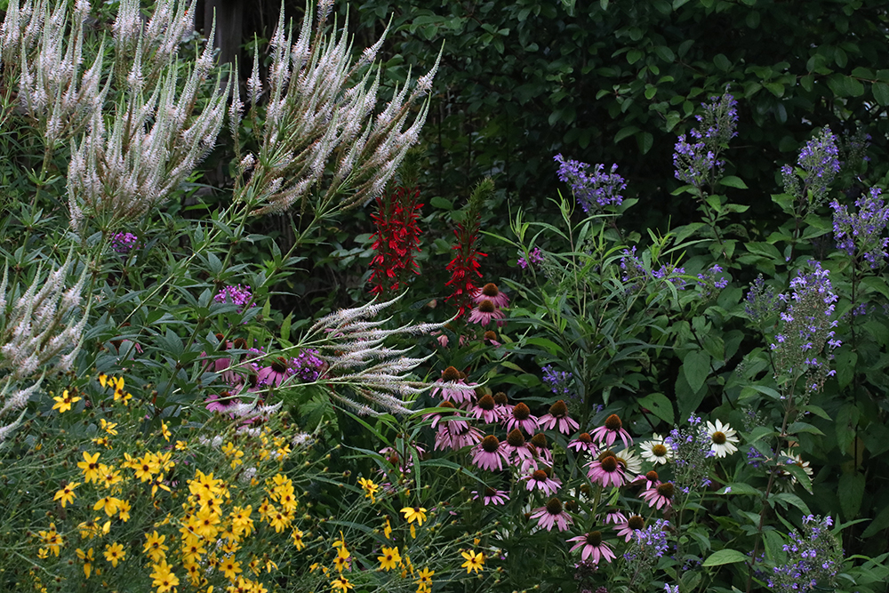 Detail of trellis bed with culver's root, whorled tickseed, coneflowers, hoary skullcap, and cardinal flower