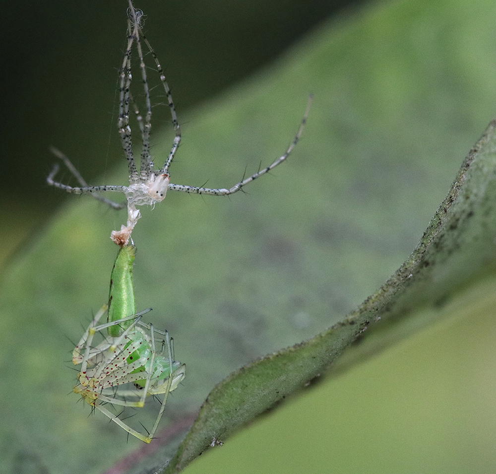 Male green lynx spider exiting its shed exoskeleton as it molts
