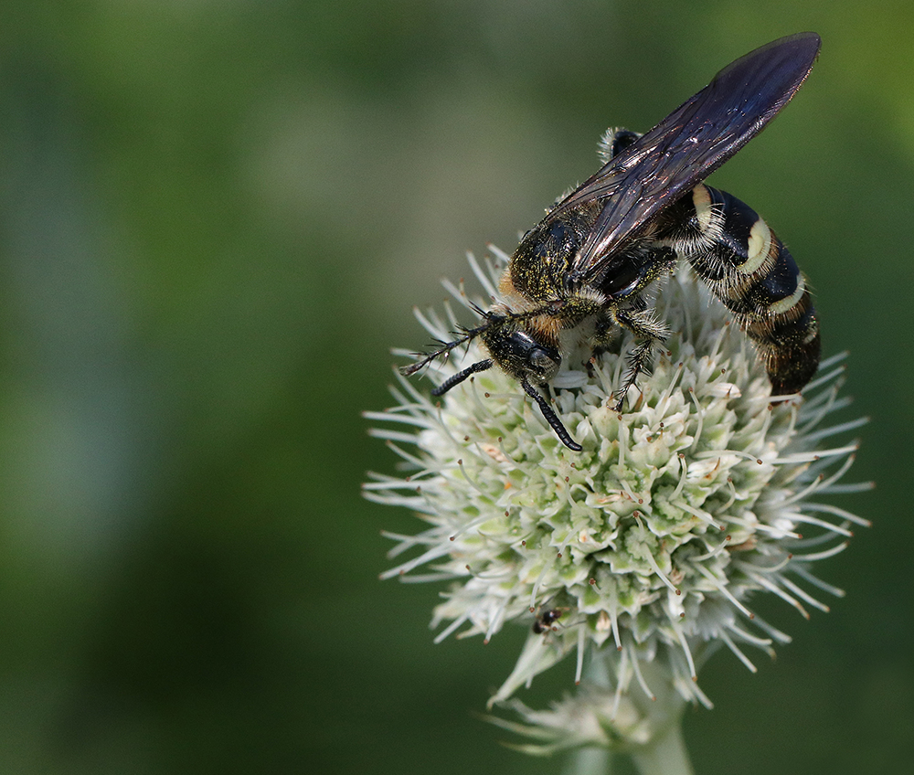 Feather-legged Scoliid wasp on rattlesnake master bloom